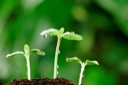 種子發(fā)芽