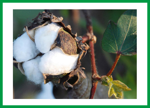 快速滲透劑在原棉上的應(yīng)用